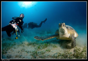diver and green turtle. by Dray Van Beeck 